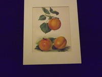 The Fruit Grower's Guide: Apricots.