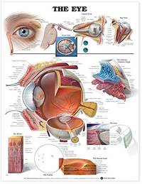image of The Eye