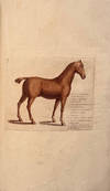 A General System of Horsemanship in all its branches:
