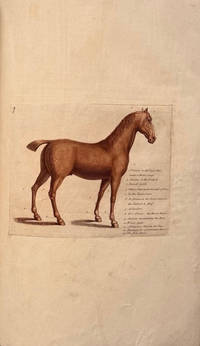 A General System of Horsemanship in all its branches: