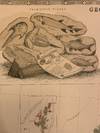 View Image 3 of 3 for Geological & Palaeontological Map of the British Islands Inventory #323886