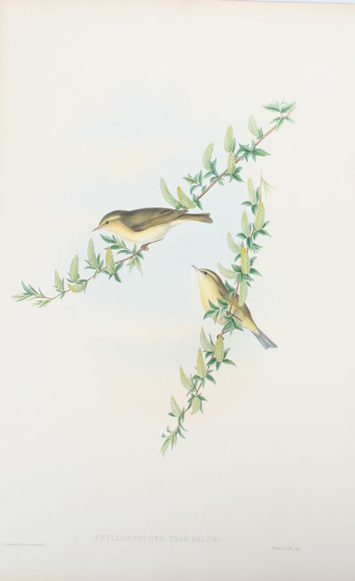 Phyllopneuste Trochilus. Willow-Wren.
