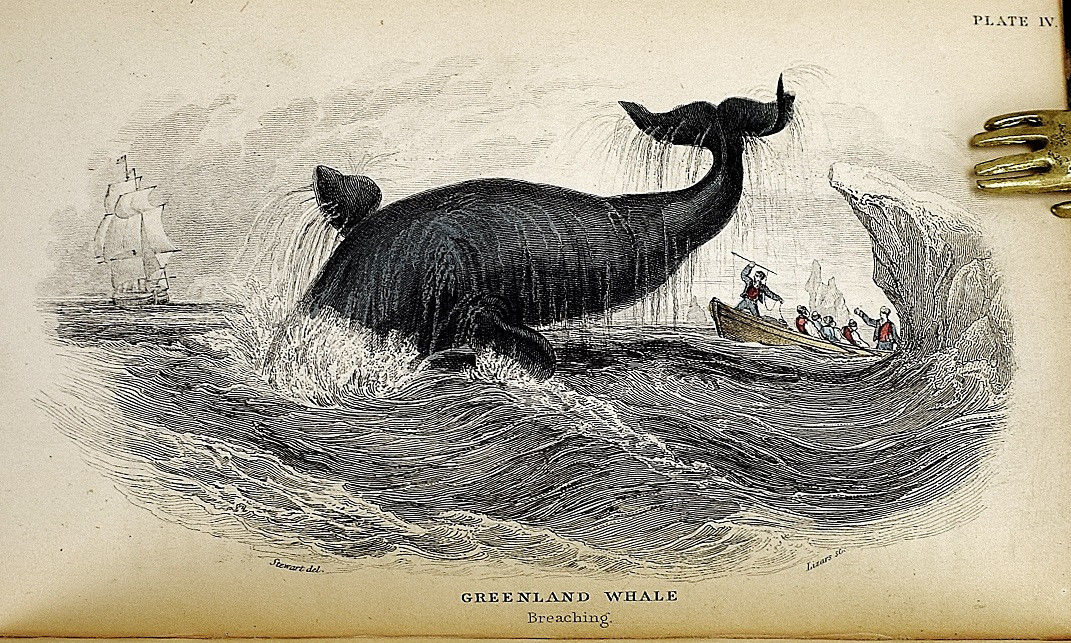 The Naturalist's Library (Complete in 40 volumes) by William