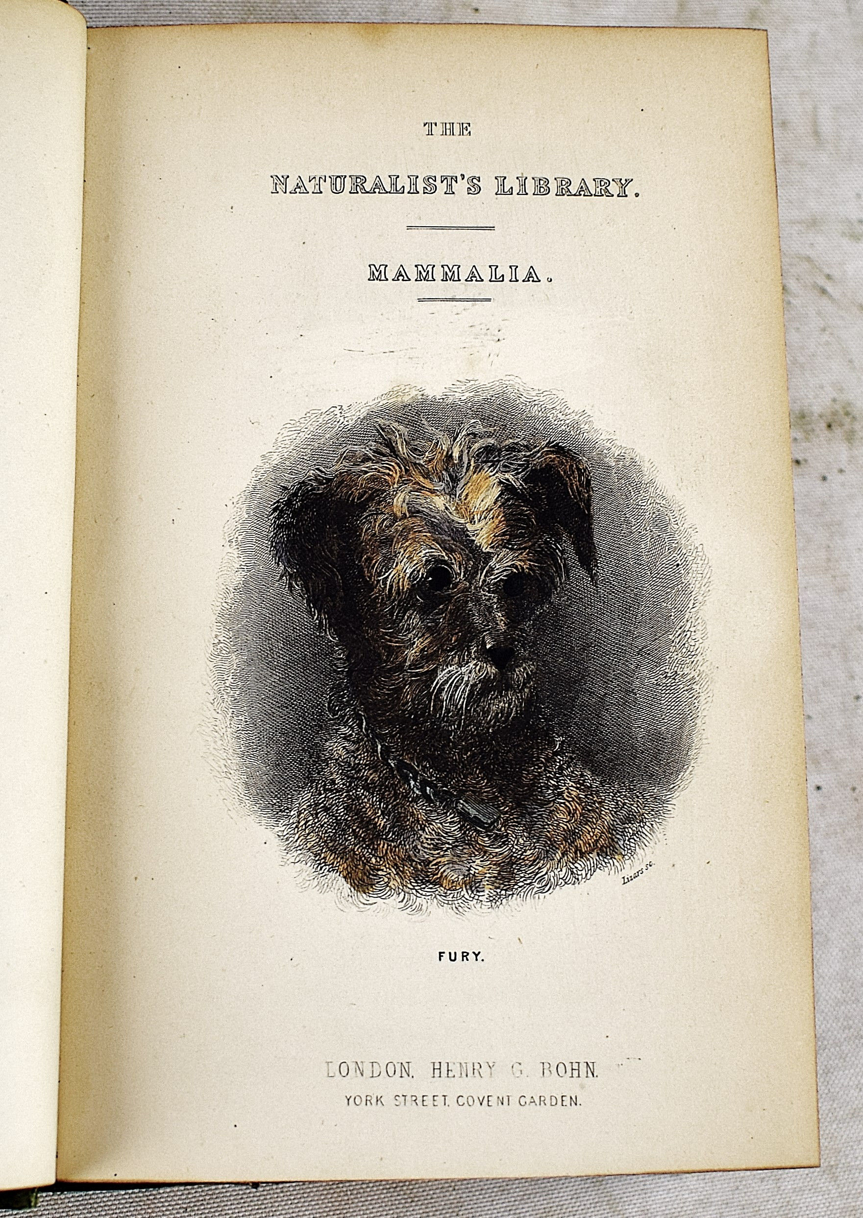 ウィリアム・ホーム・リザーズNaturalist Library Lizars Lot - William Home Lizers: The Naturalist's Library