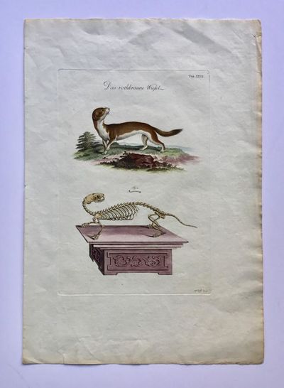 Das rothbraune Wiesel [Weasel].