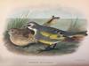 The birds of Tierra del Fuego