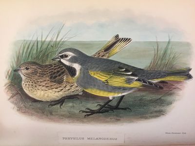 The birds of Tierra del Fuego