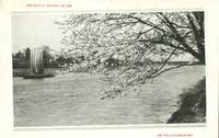 Japan, River & Cherry Blossom, unused Postcard