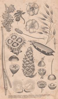 image of An Original 1821 Botanical Engraving of Various Plants from the British Encyclopedia : or Dictionary of Arts and Sciences