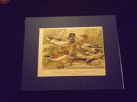 Naturgeschichte der Vogel Mitteleuropas…