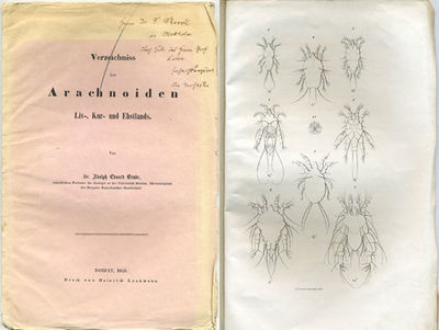 Verzeichniss der Arachnoiden Liv-, Kur- und…