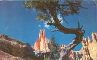 Queen's Garden, Bryce National Park, Utah 1958 used Postcard