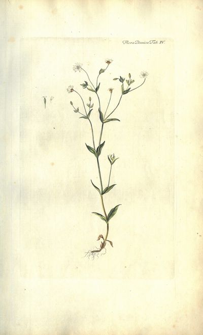 Plansje IV fra Flora Danica. Første hefte.