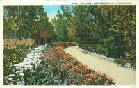 A Flower Bordered Walk in California 1920s used Postcard