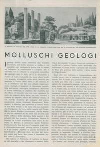 Molluschi geologi. (Pozzuoli)