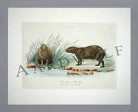 image of William Home Lizars Natural History Engraving Of A Capybara