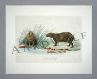 William Home Lizars Natural History Engraving Of A Capybara