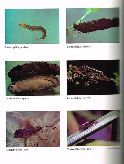 The complete book of western hatches - an anglers entomology and fly pattern field guide. (photo 2)