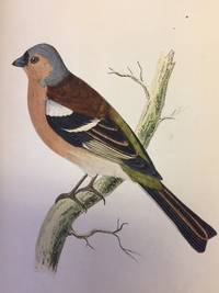 A History of British Birds