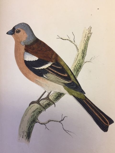 A History of British Birds