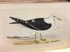 View Image 8 of 10 for A History of British Birds Inventory #7299
