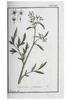 Reproducción/Reproduction 32237221247: Icones plantarum medicinalium.. Nu¨rnberg :auf Kosten der Raspischen Buchhandlung,1779-1790.