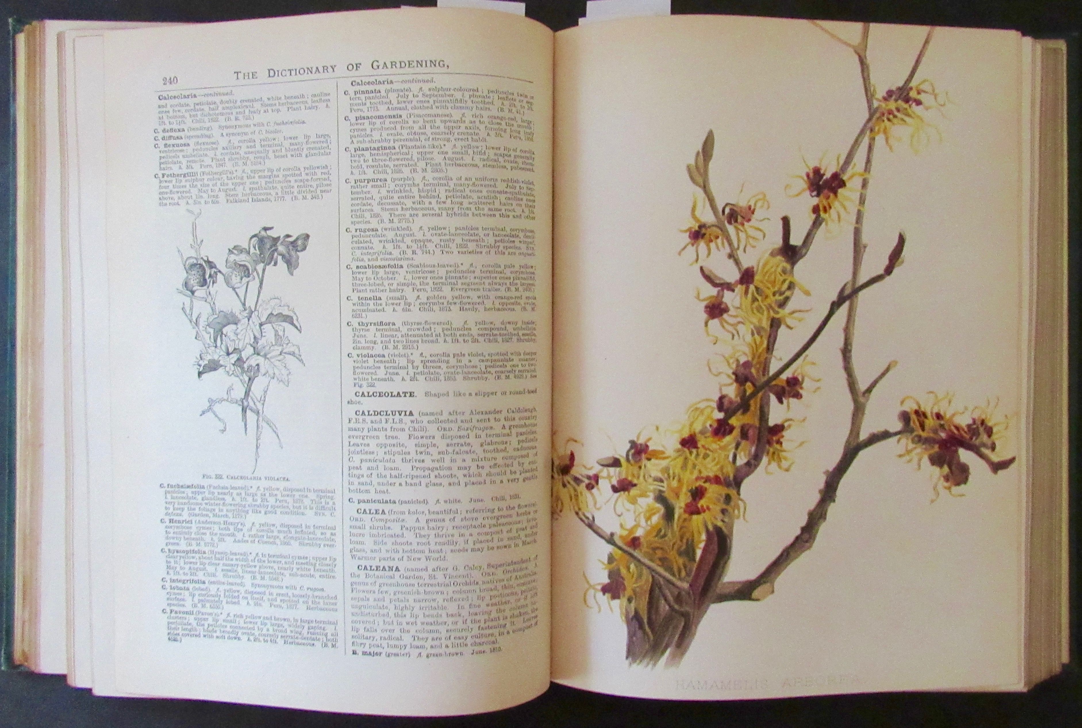 The Illustrated Dictionary Of Gardening A Practical And Scientific Encyclopaedia Of Horticulture For Gardeners By George Editor Horticulture Nicholson Hardcover No Date 14 18 From Citation Books Abaa Ilab Sku