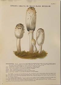 Mushrooms of America, Edible and Poisonous