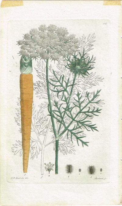 Pl. 104. (Vill gulrot / Daucus Carota). Fra…
