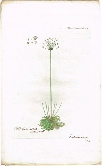 Tab. VII. Androsace septentrionalis (Smånøkkel).…