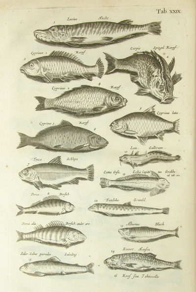 Historiæ Naturalis de Piscibus et Cetis Libri V.…