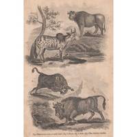 image of An Original Engraving from the British Encyclopedia : or Dictionary of Arts and Sciences