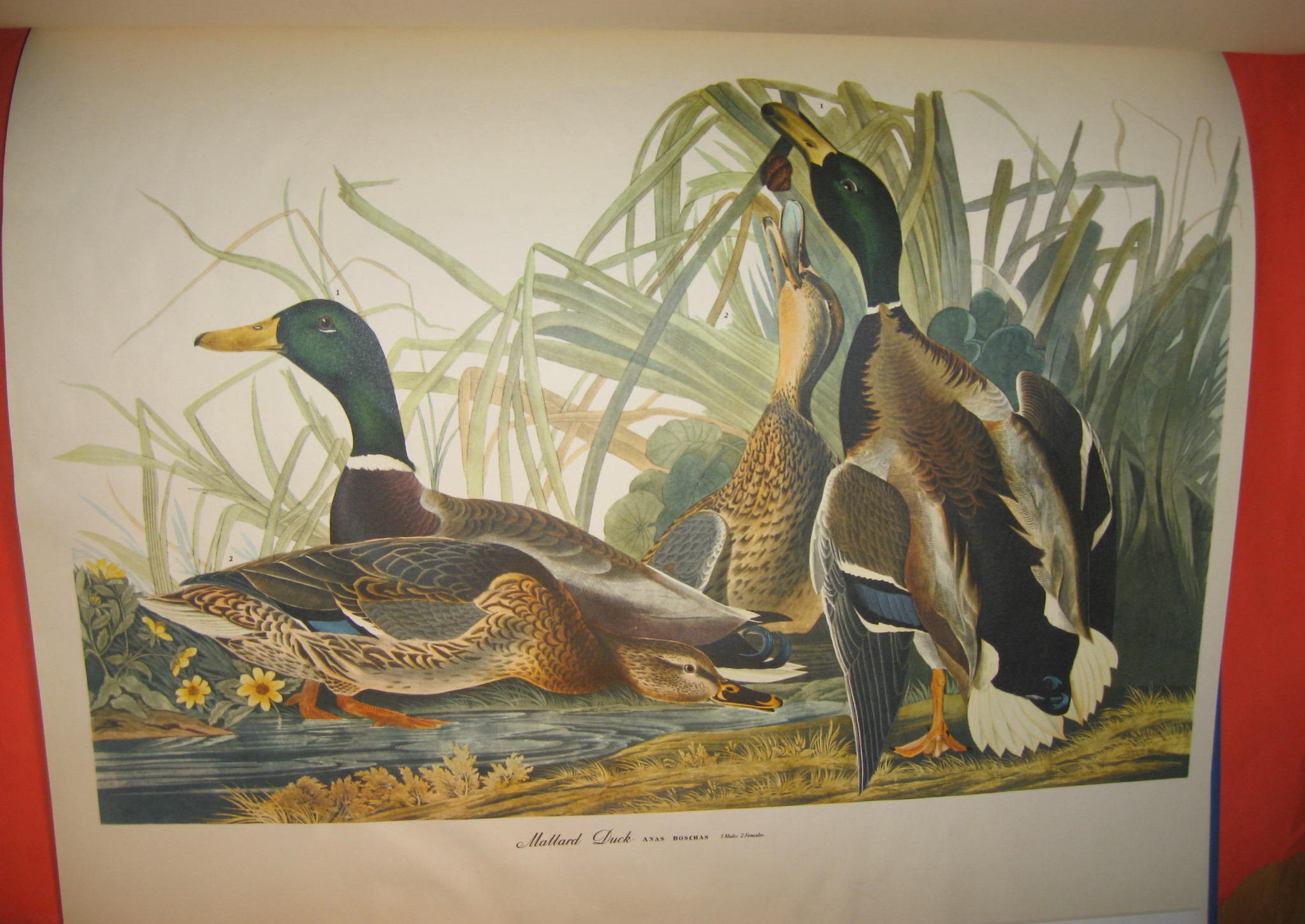BIBLIO The Audubon Folio 30 Great Bird Paintings by Audubon, James