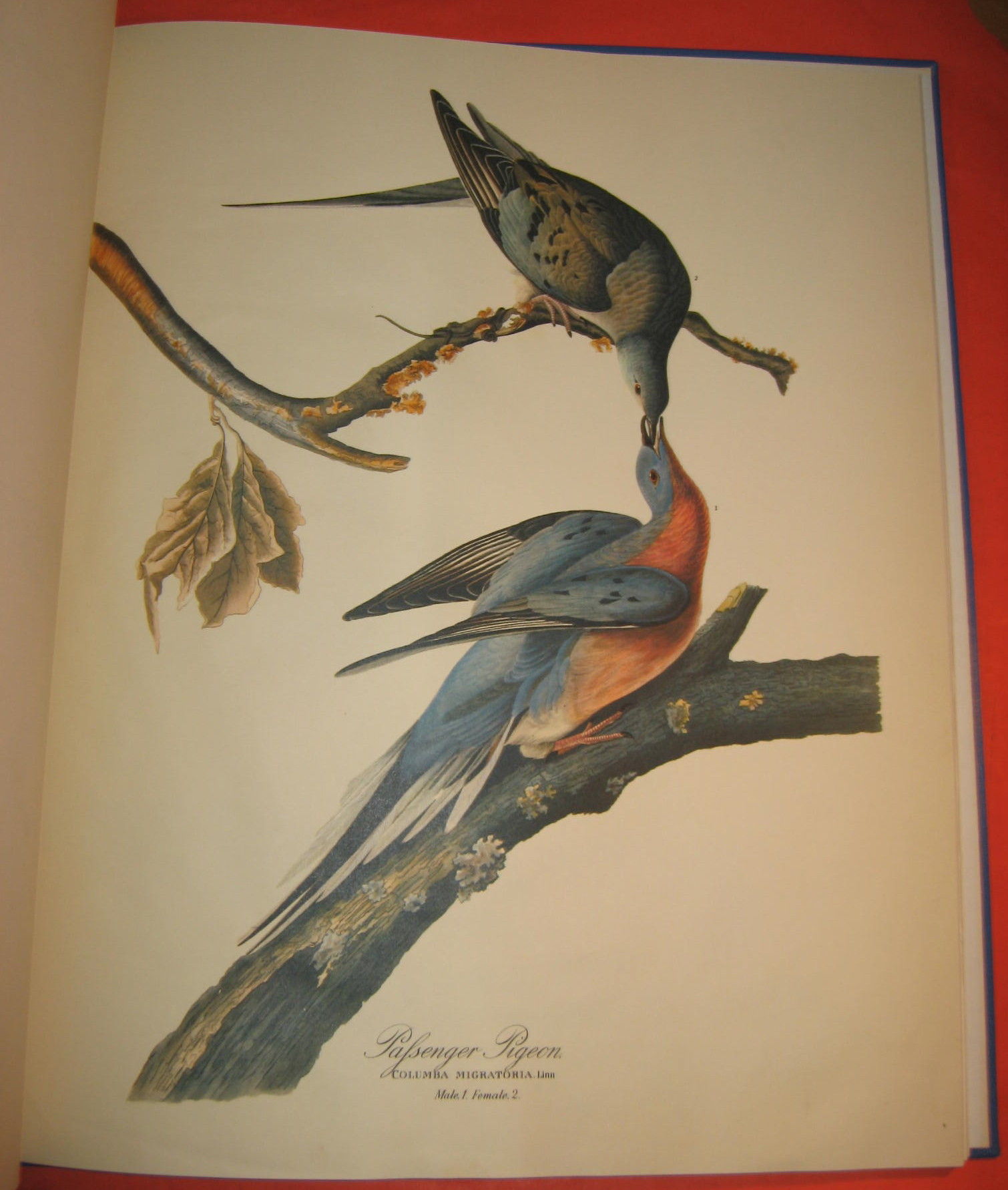 BIBLIO The Audubon Folio 30 Great Bird Paintings by Audubon, James