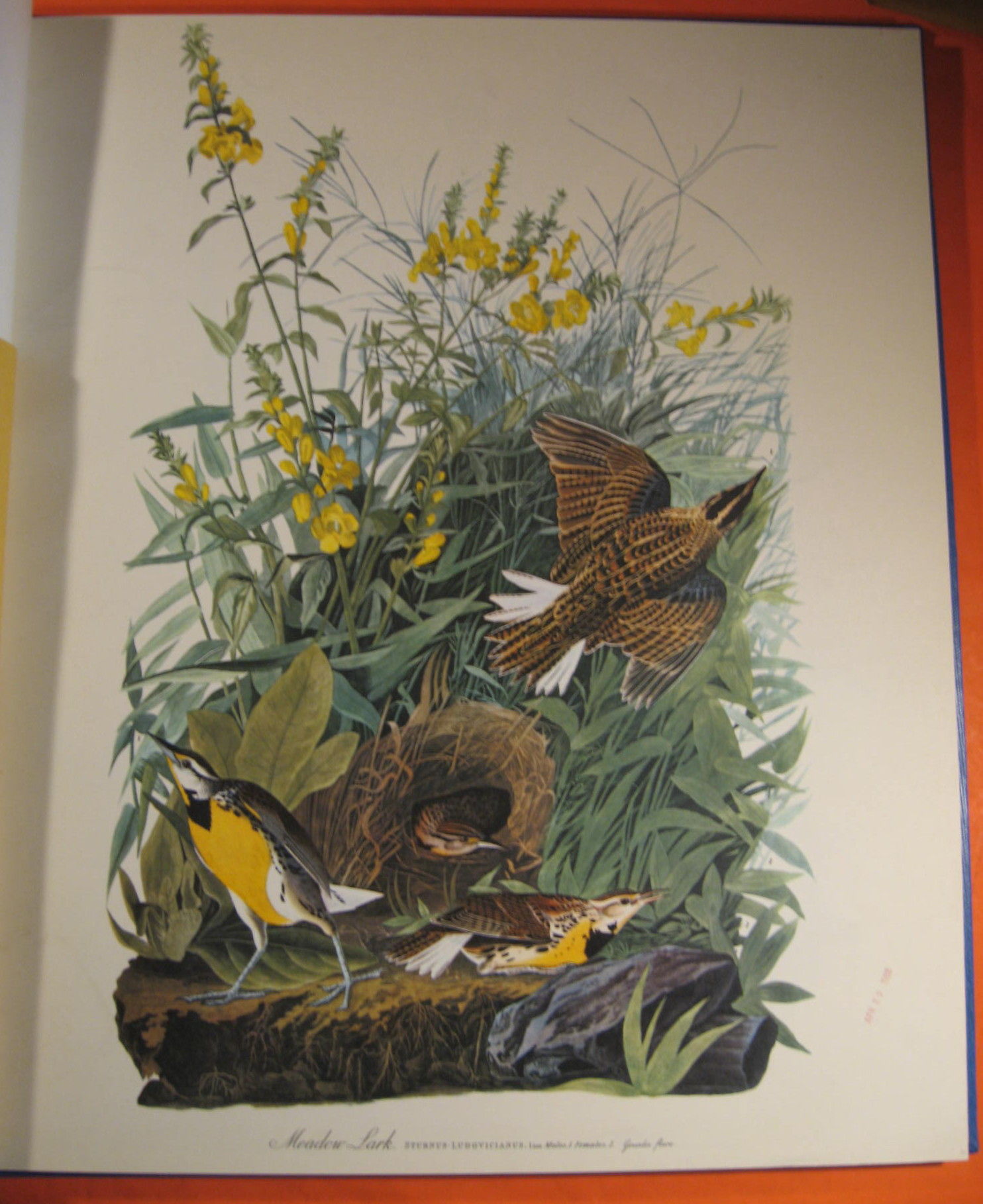 BIBLIO The Audubon Folio 30 Great Bird Paintings by Audubon, James