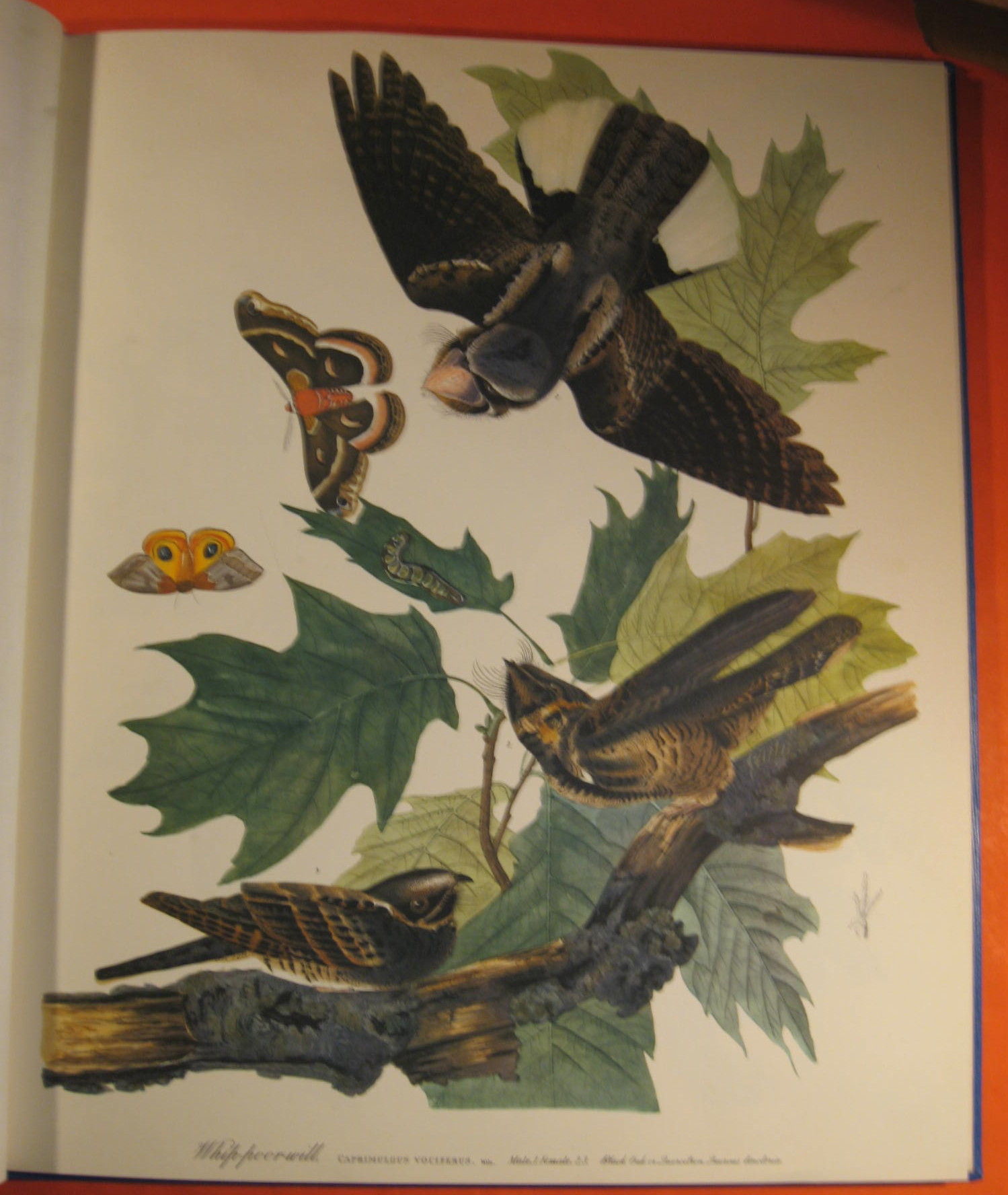BIBLIO The Audubon Folio 30 Great Bird Paintings by Audubon, James