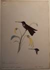 Original Painting of a Brown Inca Hummingbird.