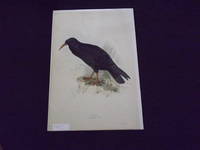Chough.