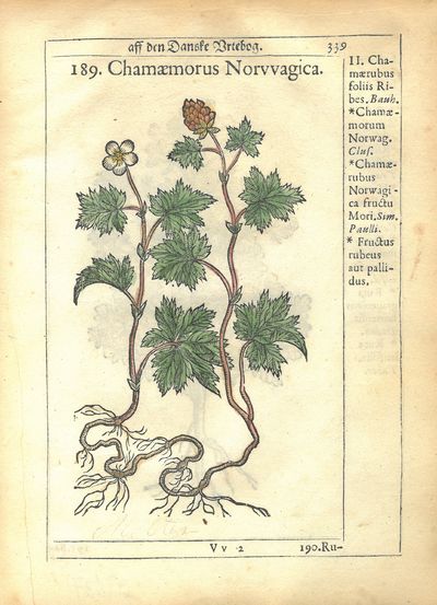 Chamæmorus Norvvagica.