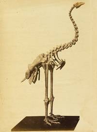 Bericht über ein fast vollständiges Skelet von Palapteryx ingens über dessen Restauration und...