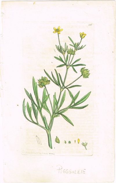 Pl. 135 (Smørblomst / Piggsoleie / Ranunculus…