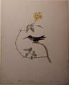 Original Painting of a White-bellied Woodstar Hummingbird.