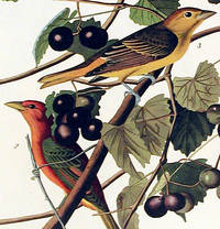 Summer Red Bird. From The Birds of America (Amsterdam Edition)
