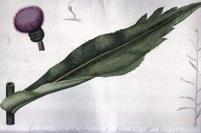 Flora Danica. Planche nr. CIX