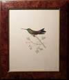Original Painting of Isaacson's Puffleg Hummingbird.