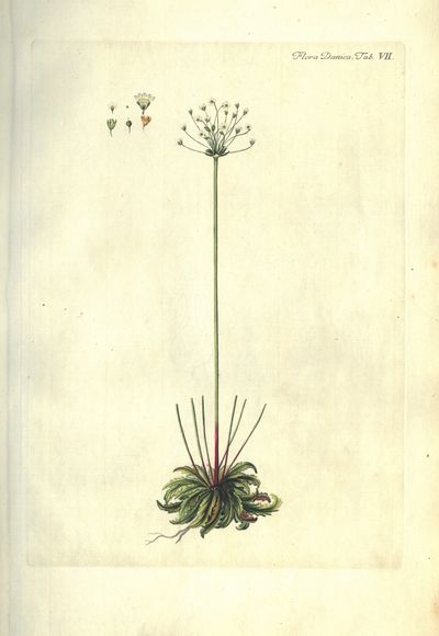 Plansje VII fra Flora Danica. Første hefte.