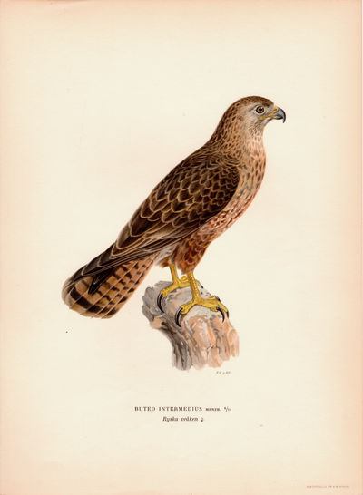 Buteo intermedius. Ryska vråken (Musvåk). Fra…