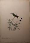 Original Painting of a Red-booted Racket-tail Hummingbird.