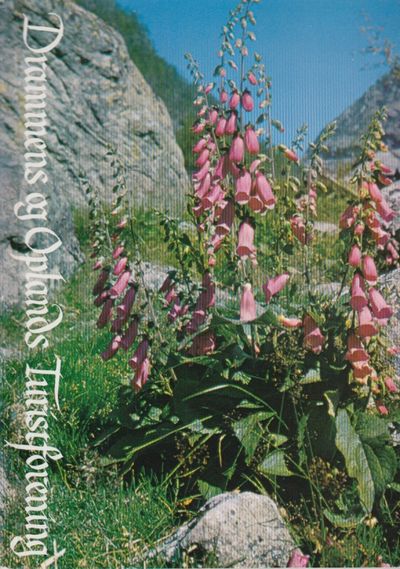Drammens og Oplands turistforening. Årbok 1980.…