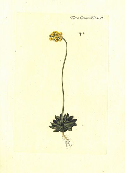Plansje LVI fra Flora Danica. Første hefte.